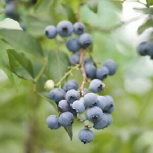 Blueberry Maru - 2Ltr