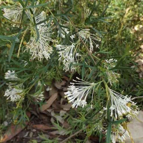 Grevillea White Wings - Pb6.5 - Image 2