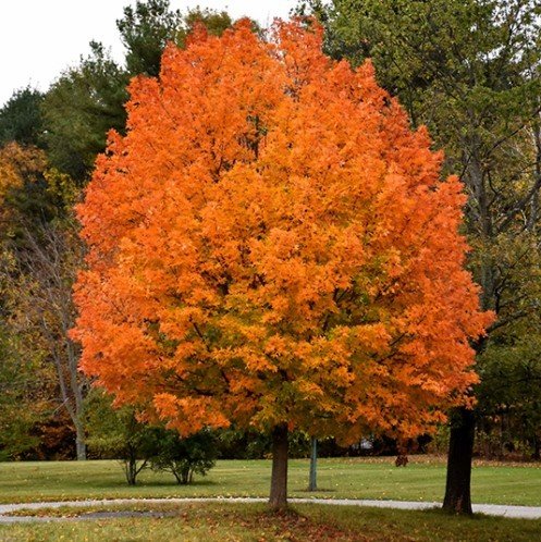 Acer saccharum, Sugar Maple - Pb12/Pb18 - Image 2
