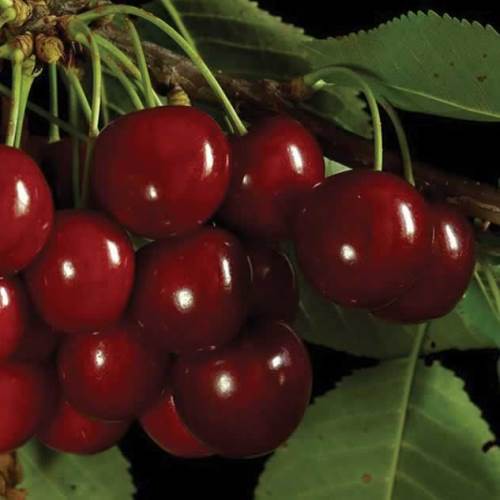 Cherry Sam - Pb28