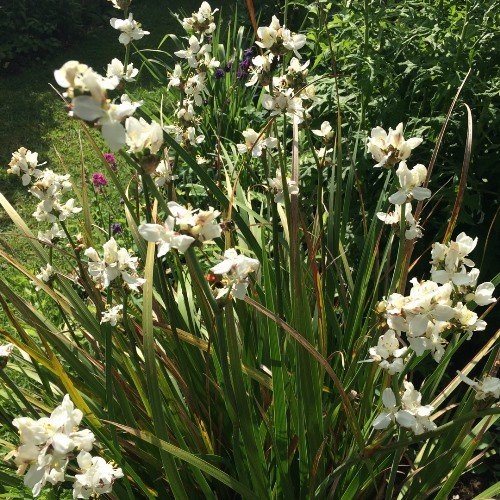 Libertia grandiflora, Mikoikoi - Pb3 - Image 2