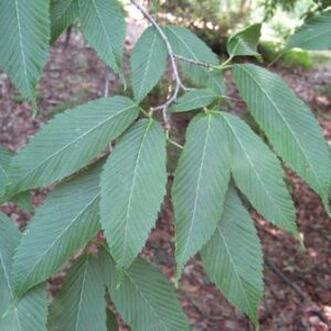 Acer carpinifolium, Hornbeam Maple - Pb28
