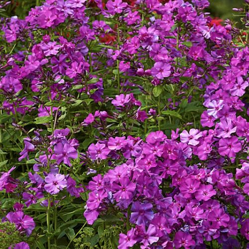 Phlox Le Madhi - Pb6.5 - Image 2