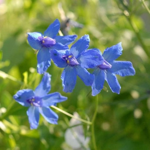 Delphinium Blue Butterfly - Pb5 - Image 2