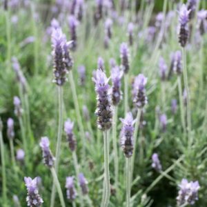 Lavandula dentata - Pb3/Pb5