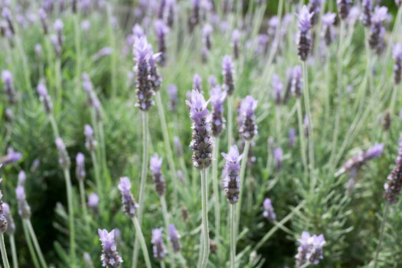Lavandula dentata - Pb3/Pb5