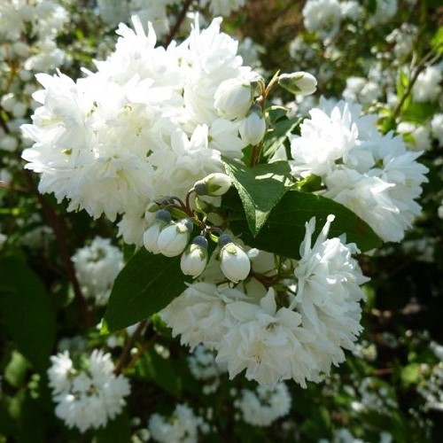 Deutzia Magnifica - Pb5 - Image 2