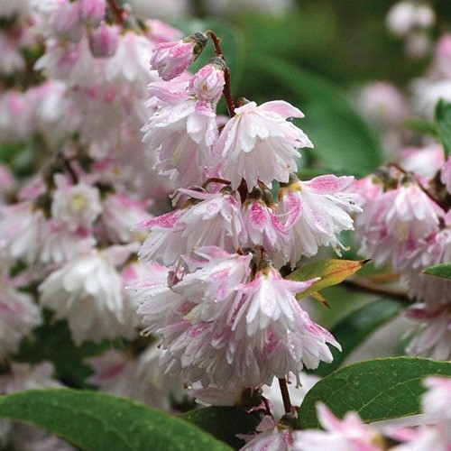 Deutzia Pride Of Rochester - 2.5Ltr - Image 2