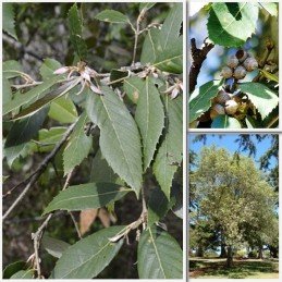 Quercus leucotrichophora, Banj Oak - Pb18 1.3-1.5m