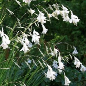 Dierama alba, Angel Fishing Rods