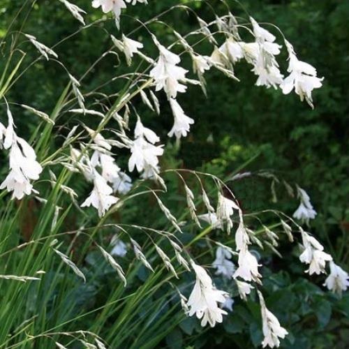 Dierama alba, Angel Fishing Rods