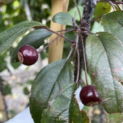 Malus Flamingo, Crabapple - Pb12/Pb18 - Image 2
