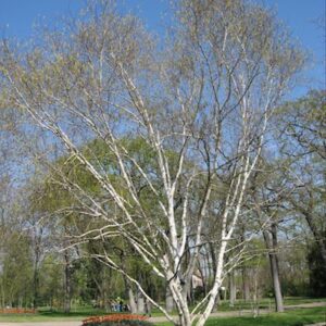 Betula utilis, Himalayan Birch - Pb12