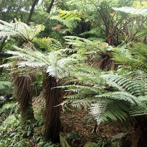 Dicksonia fibrosa, Wheki Ponga - 7Ltr
