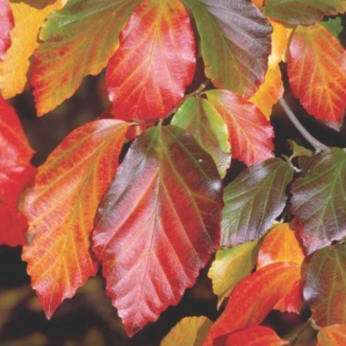 Parrotia persica, Persian Ironwood - 25/35ltr (260-300 cm)
