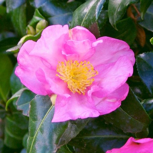 Camellia Tanya - Pb6.5 - Image 2