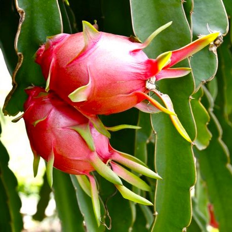 Dragonfruit White - Image 3