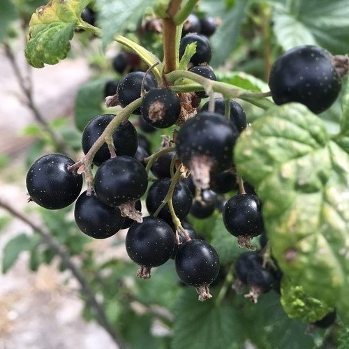 Blackcurrant Goliath - Pb5/6.5