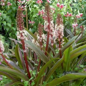 Eucomis comosa, Pineapple Lily - Pb5