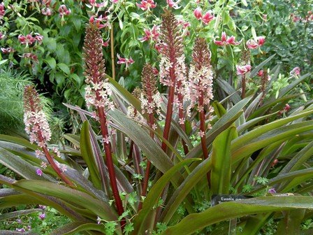 Eucomis comosa, Pineapple Lily - Pb5