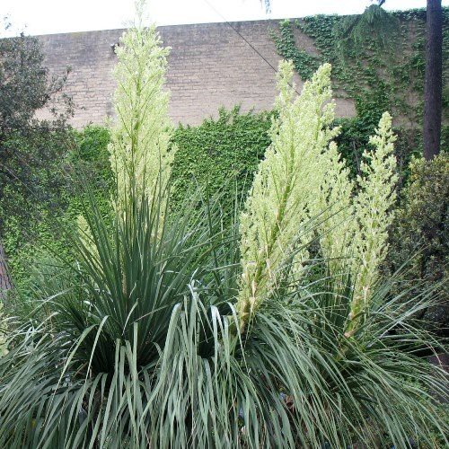 Nolina longifolia - Pb28