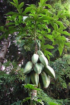Babaco, Mountain Pawpaw - Pb6.5