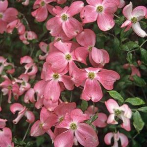 Cornus florida Cherokee Chief - Pb18