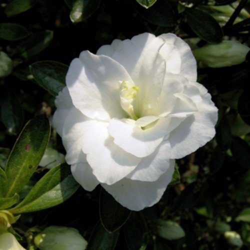 Azalea Hardy Gardenia - 1.25Ltr - Image 2