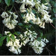 Pandorea pandorana, Wonga Wonga Vine - Pb6.5