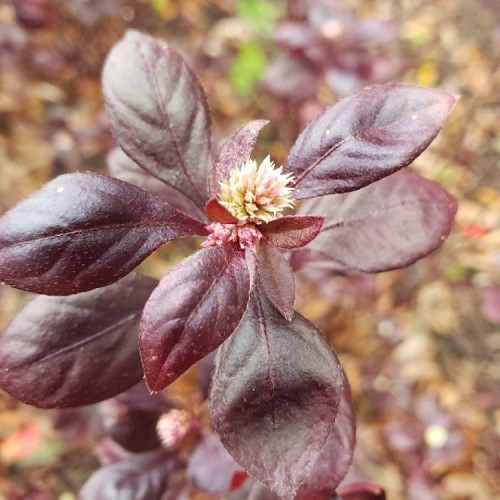 Alternanthera Little Ruby - 2Ltr/2.4Ltr - Image 2