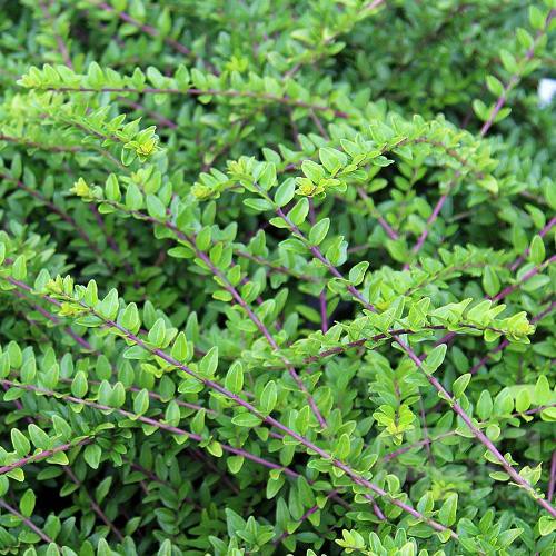 Lonicera n. Honey Hedge Green - Pb5