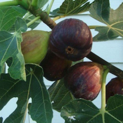 Fig Brunoro Black - Pb28 - Image 2