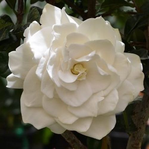 Gardenia True Love - Pb5 (30/40) - Image 2