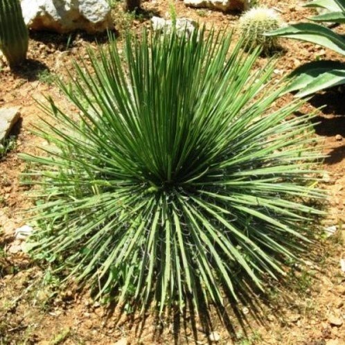 Agave geminiflora, Twin Flowered Agave - Pb5 - Image 2