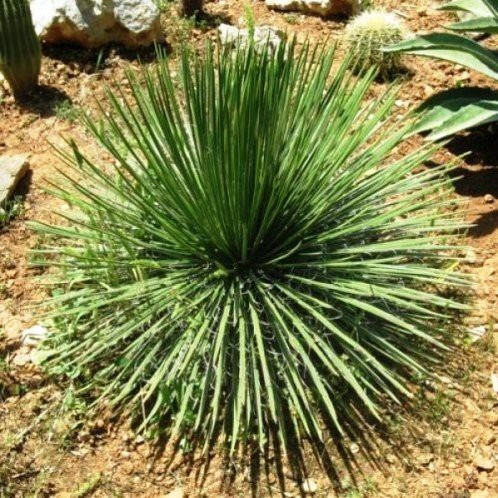 Agave geminiflora, Twin Flowered Agave - Pb5