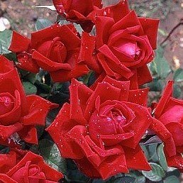 Rose Loving Memory (hyb. tea, standard)