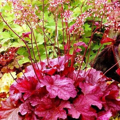 Heuchera Berry Smoothie - 2.5L (15/20)