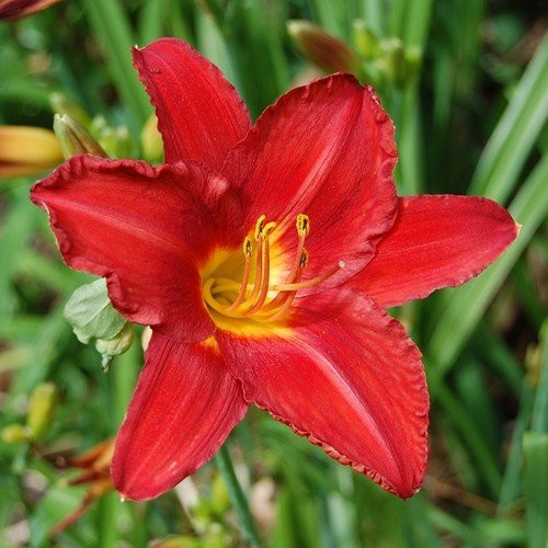 Hemerocallis Crimson Icon, Daylily - 1.3Ltr - Image 2