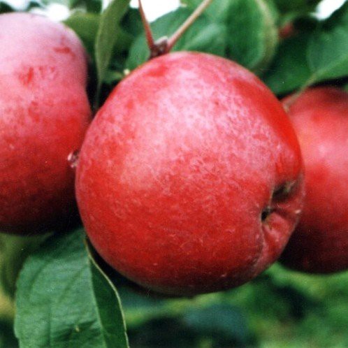 Apple Wardens Glory - Pb12