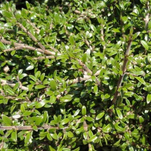 Coprosma Taiko - 1Ltr/2Ltr - Image 2