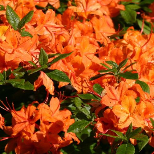 Azalea Fire Tower - 1.25ltr - Image 2