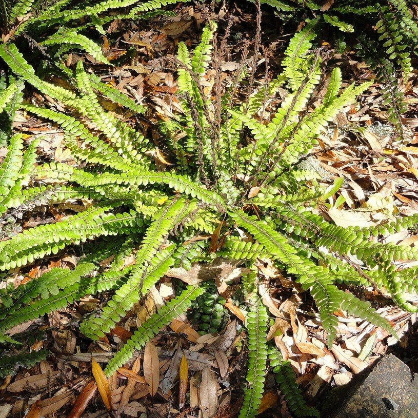 Blechnum fluviatile, Kiwikiwi - Pb6.5 - Image 2