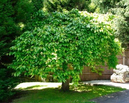 Prunus pendula Rosea, Weeping Rosebud Cherry - 45Ltr - Image 3