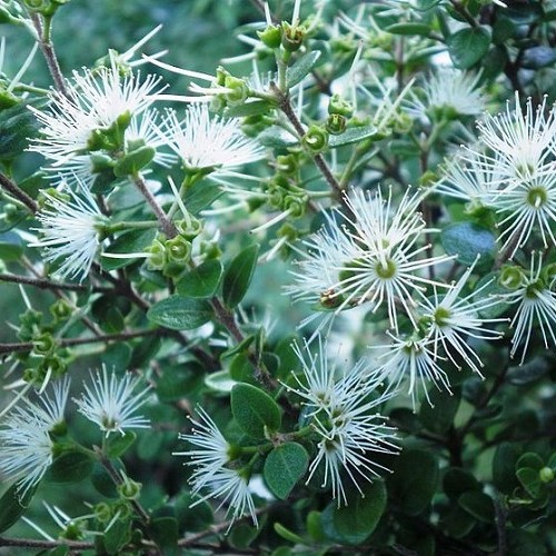 Metrosideros perforata, Small White Rata - 2.5Ltr