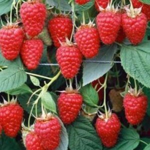 Raspberry Tulameen - 2Ltr