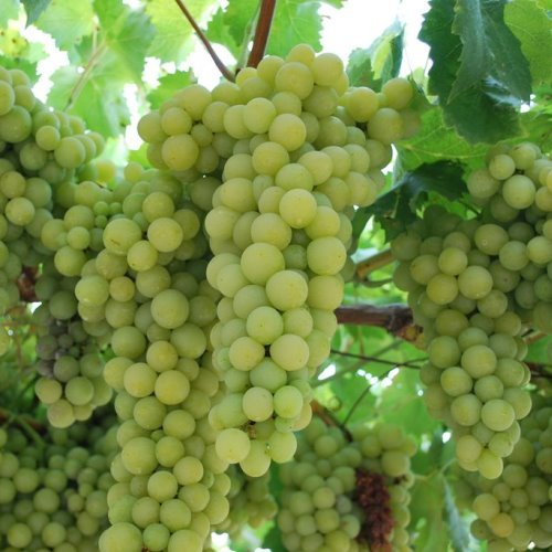 Grape Italia - Pb6.5 - Image 2
