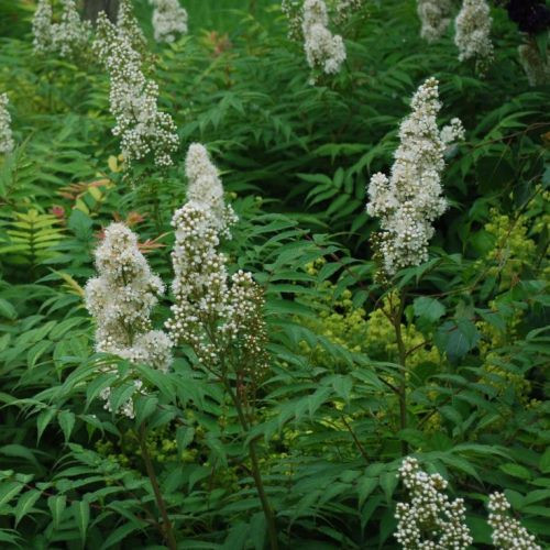 Sorbaria sorbifolia, False Spirea - Pb6.5