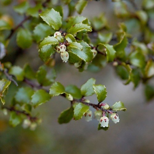 Gaultheria antipoda - Pb6.5 - Image 2