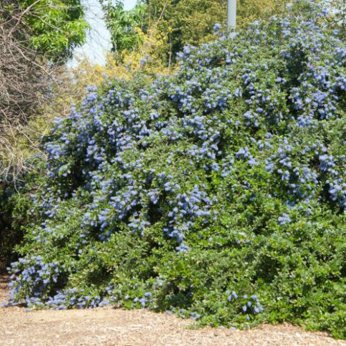 Ceanothus Joyce Coulter - Pb6.5