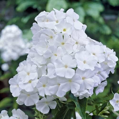 Phlox Snowman - Pb6.5 - Image 2